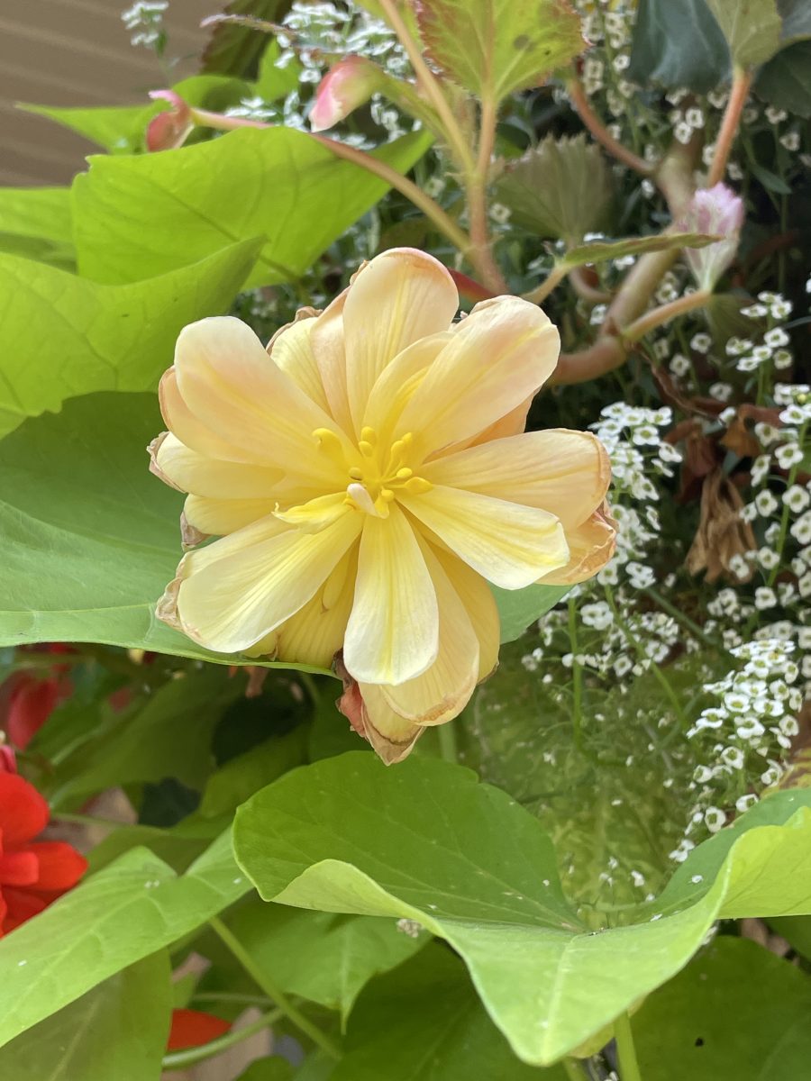 Just me, myself and I………..